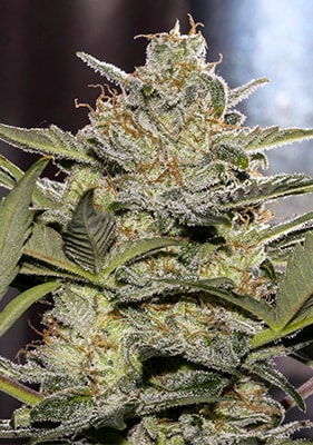 Autoflower Sämling Critical Blüte – reife, harzige Cannabisblüten im Indoor-Grow unter starkem LED-Licht