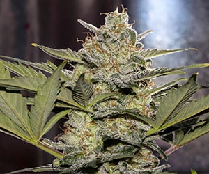 Auto Critical Trichome Nahaufnahme harzige Cannabis Blüte mit vielen Kristallen Detail