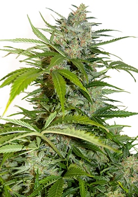 Blue Dream Automatic Cannabispflanze kompakt buschig schneller Wuchs