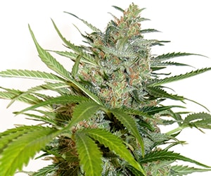 Autoflower Blue Dream mit kompaktem, gesundem Wuchs, kräftig grünen Blättern und stabiler Entwicklung in der frühen Wachstumsphase unter kontrolliertem Licht.