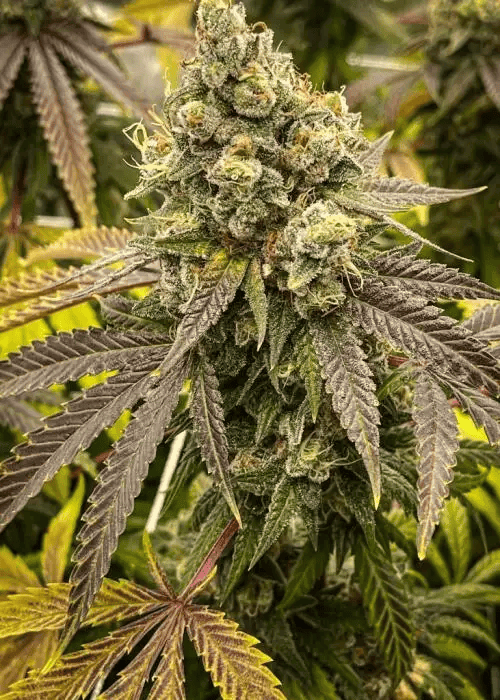 Autoflower Girl Scout Cookies Blüte – dichte, harzige Cannabisblüten in der Reifephase unter Indoor-Growlicht