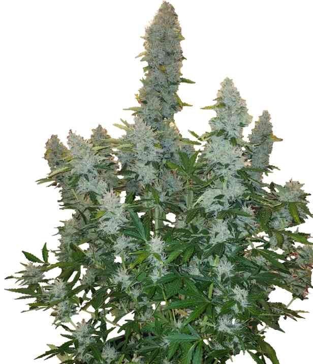 Gorilla Glue Automatic Cannabispflanze kompakt buschig 80 bis 150 cm Höhe