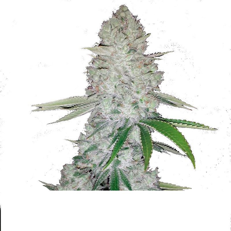 Gorilla Glue Automatic Blüten dicht harzig frostig mit vielen Trichomen