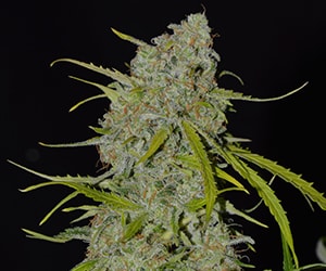 Cannabis Sämling der Sorte Mimosa in der Blütephase mit kompakten, harzigen Blüten, kräftigem Wuchs und teils orangefarbenen Blütenakzenten unter Indoor-Licht.