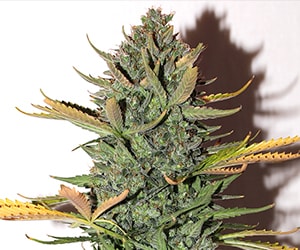 Northern Light als Autoflower-Variante in der Blütephase mit kompaktem, buschigem Wuchs und dichten, harzigen Blüten unter Indoor-Beleuchtung.