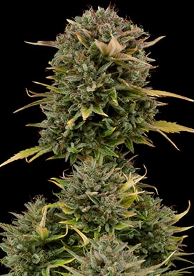 Permanent Marker Automatic Blüten dicht harzig frostig mit intensiven Terpenen