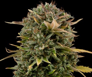 Permanent Marker Automatic Blüten dicht harzig frostig mit intensiven Terpenen