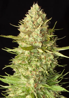 Auto Amnesia Haze Autoflower Cannabis Blüten mit Trichomen