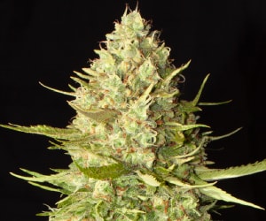 Auto Amnesia Haze Autoflower Cannabis Blüten mit Trichomen