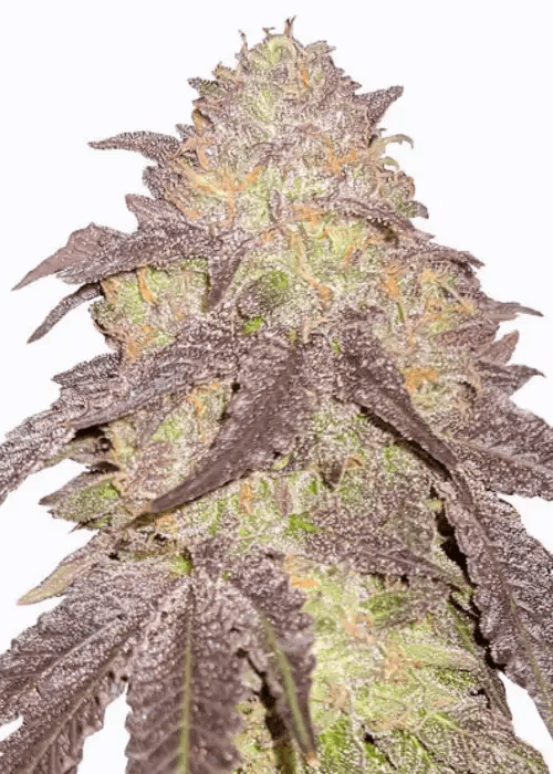 Autoflower-Sämling der Sorte Runtz in früher Blütephase, mit sichtbaren kleinen Blütenansätzen und frischem grünem Wachstum, kompakte Pflanze in gesundem Zustand unter kontrolliertem Indoor-Licht