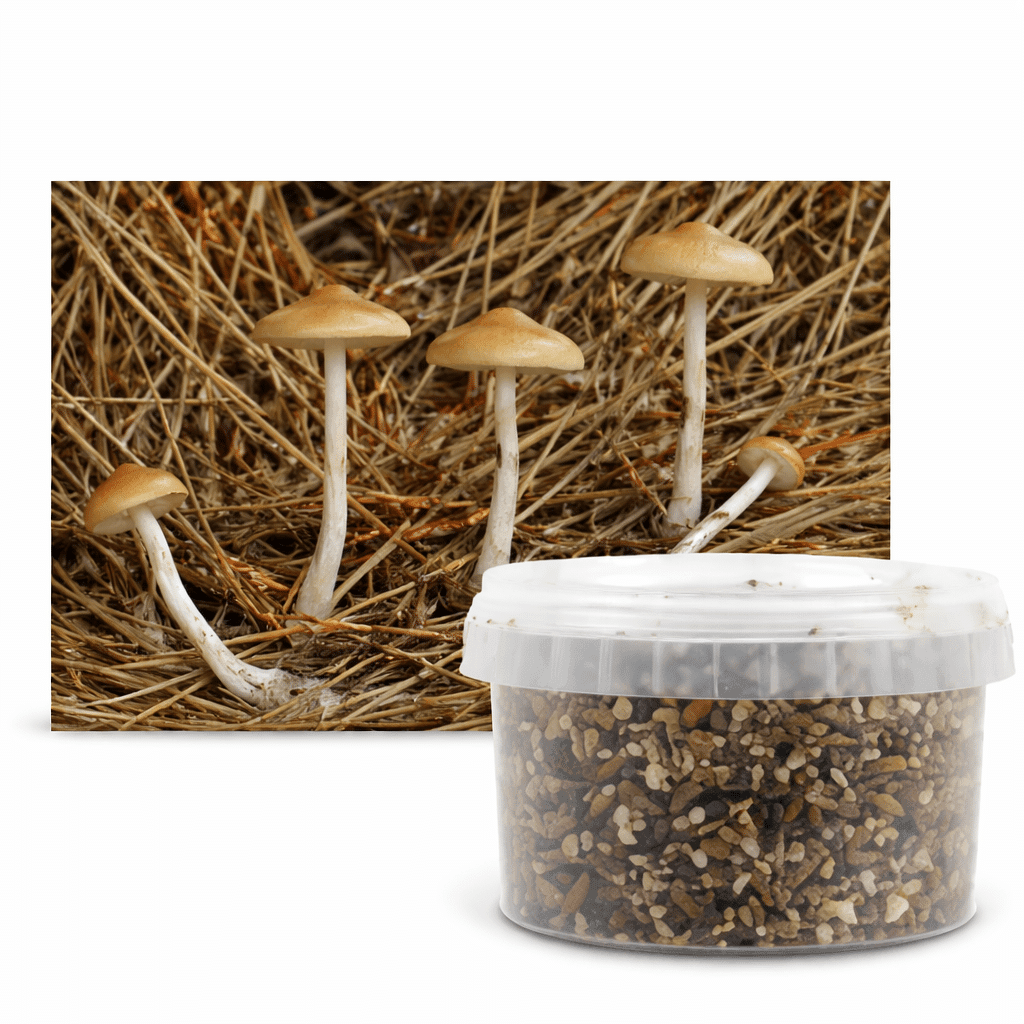Psilocybe azurescens Outdoor Growkit – Pilzbeet Set mit aktivem Myzel für Außenanbau