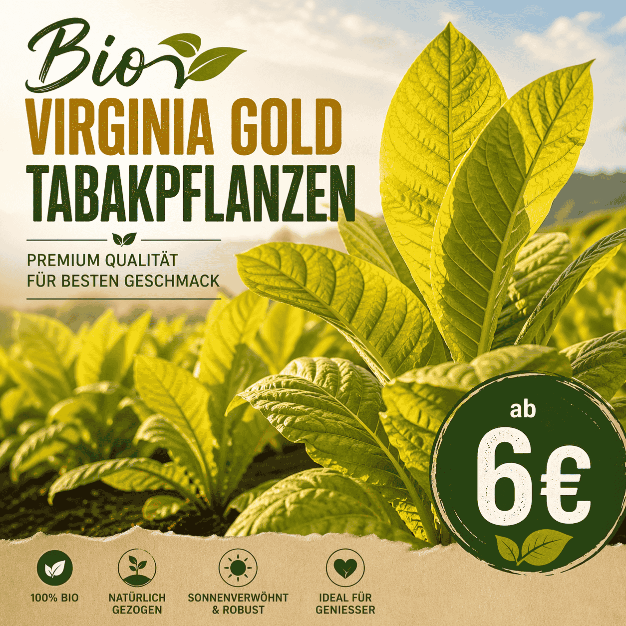 Bio Virginia Gold Tabakpflanzen