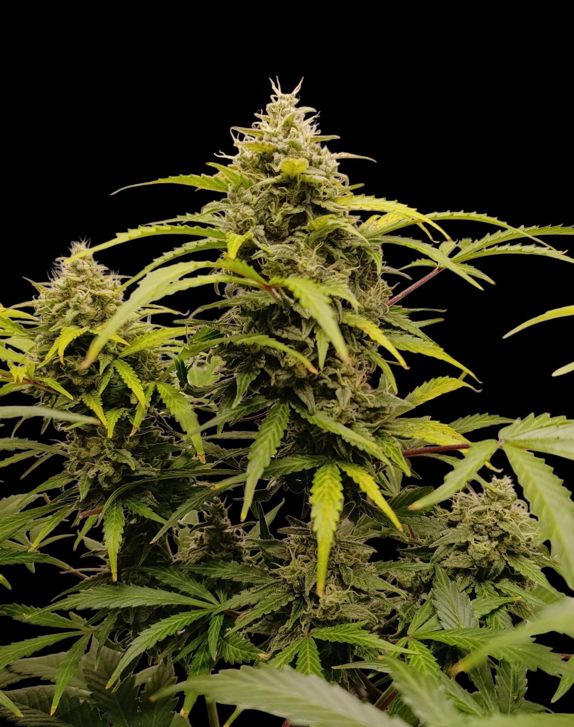 black domina pflanze indica strain mit dichten blüten