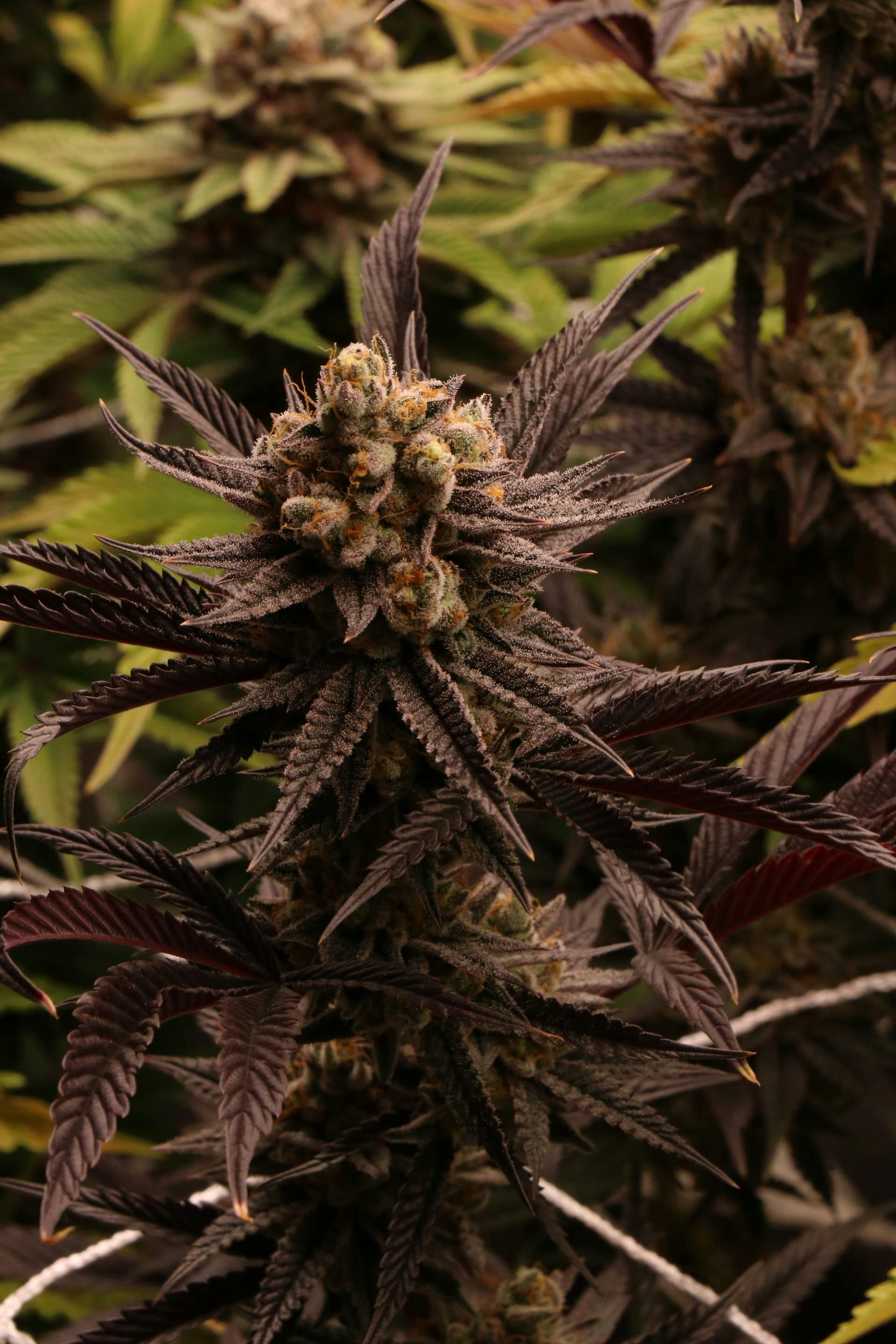 black domina cannabis blüten nahaufnahme harzige buds