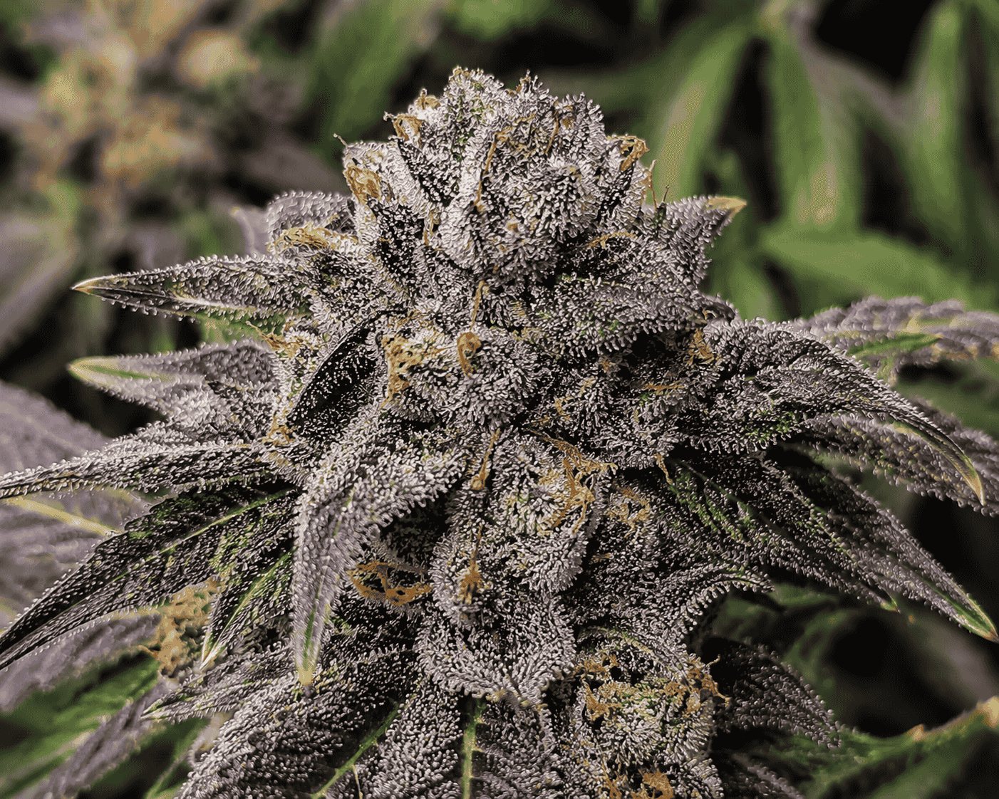 Nahaufnahme der Blueberry OG Cannabisblüten mit violetten und grünen Farbtönen, bedeckt von glitzernden Trichomen und dichten Bud-Strukturen.