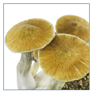 Mykologie Lernset für Pilzmyzel – einfaches Kultivierungsset zur Beobachtung von Pilzwachstum im Indoor-Bereich, ideal für Bildung und Naturinteresse