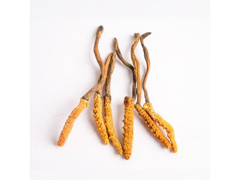 Chinesischer Raupenpilz Cordyceps Sinensis – natürlicher Pilz aus Tibet, Hochland 3.000–5.000 m