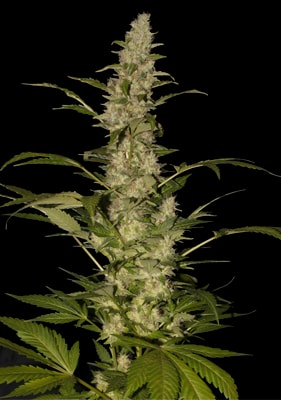 Critical Jack Cannabis Pflanze mit kompakten Blüten, Trichomen und sativa-dominantem Wuchs im Indoor-Grow