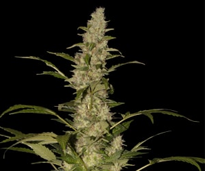 Critical Jack Cannabis Pflanze mit kompakten Blüten, Trichomen und sativa-dominantem Wuchs im Indoor-Grow