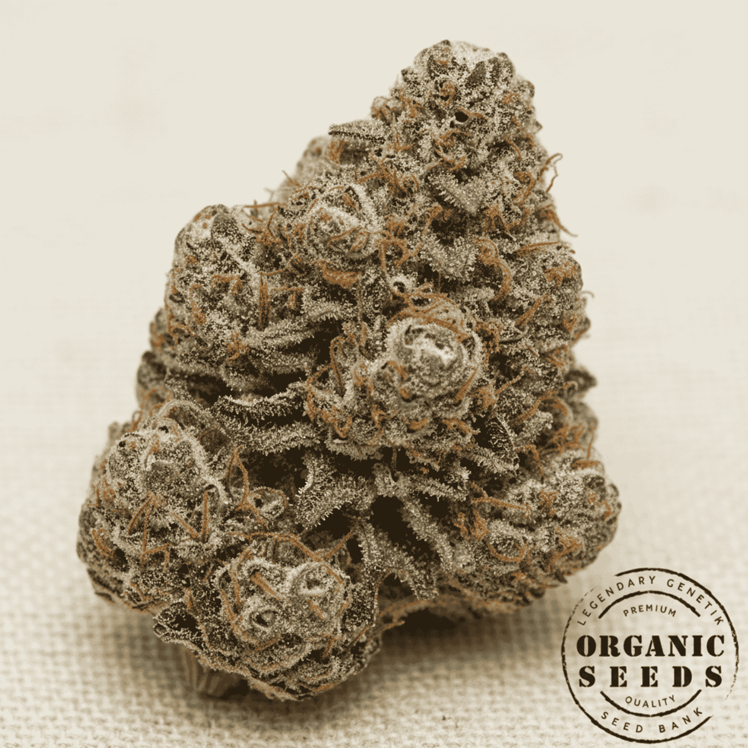 Cannabis-Pflanze der Sorte Critical Kush mit harzigen Blüten, grünen Blättern und sativa-dominantem Wuchs im Indoor-Anbau.