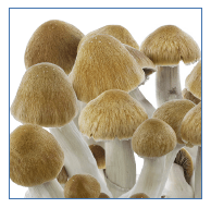 growkit easy Cubensis Ecuador