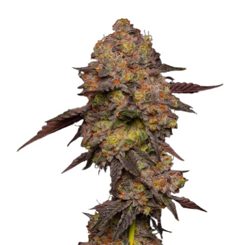 Autoflower Gary Payton Cannabis Pflanze mit dichten harzigen Blüten