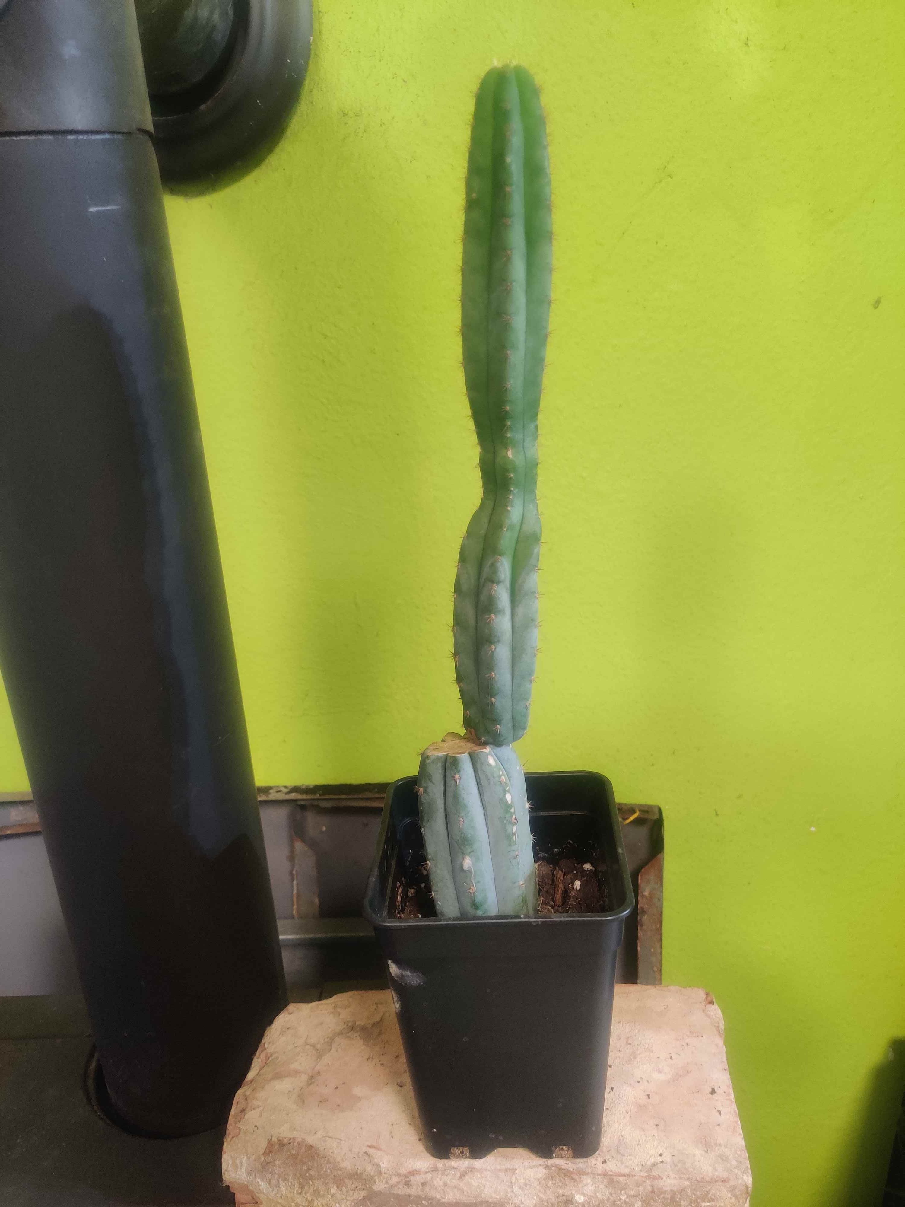 San Pedro Kaktus (Trichocereus pachanoi), grüner Säulenkaktus aus den Anden, ca. 30 cm groß, im Topf als robuste Zier- und Sammlerpflanze.