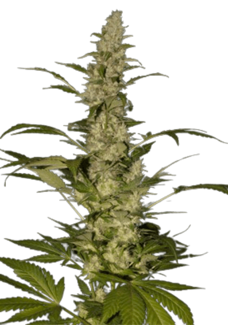 Freigestellte, hochauflösende Nahaufnahme einer harzigen Cannabisblüte der Sorte Jack Herer Fast Version mit dichten, kristallbedeckten Blütenständen und grünen Blättern auf weißem Hintergrund, im Produktstil für einen Webshop.