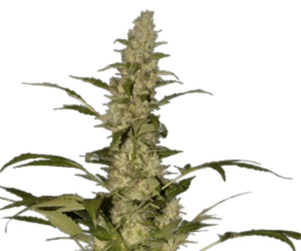 Jack Herer Fast Version Cannabis-Sorte mit kompakten, harzigen Blüten, grünen Blättern und stark bereiften Trichomen als schnell blühende Hybridvariante.