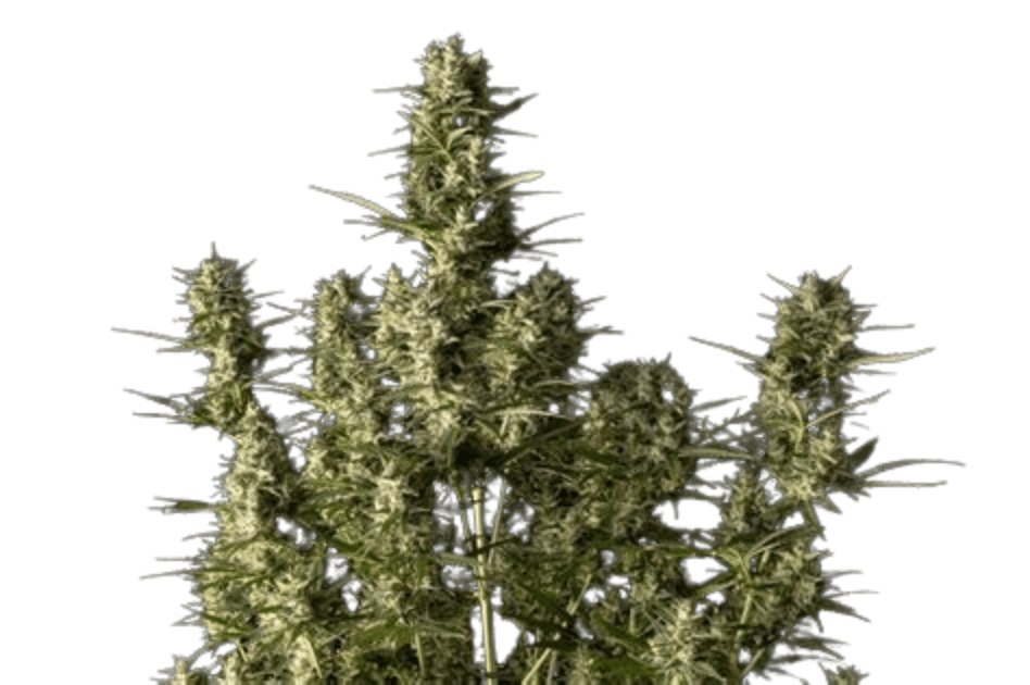 Orange Zkittlez Cannabis-Pflanze mit dichten, harzigen Blüten, kräftigen grünen Blättern und orangefarbenen Akzenten in der Blütephase.