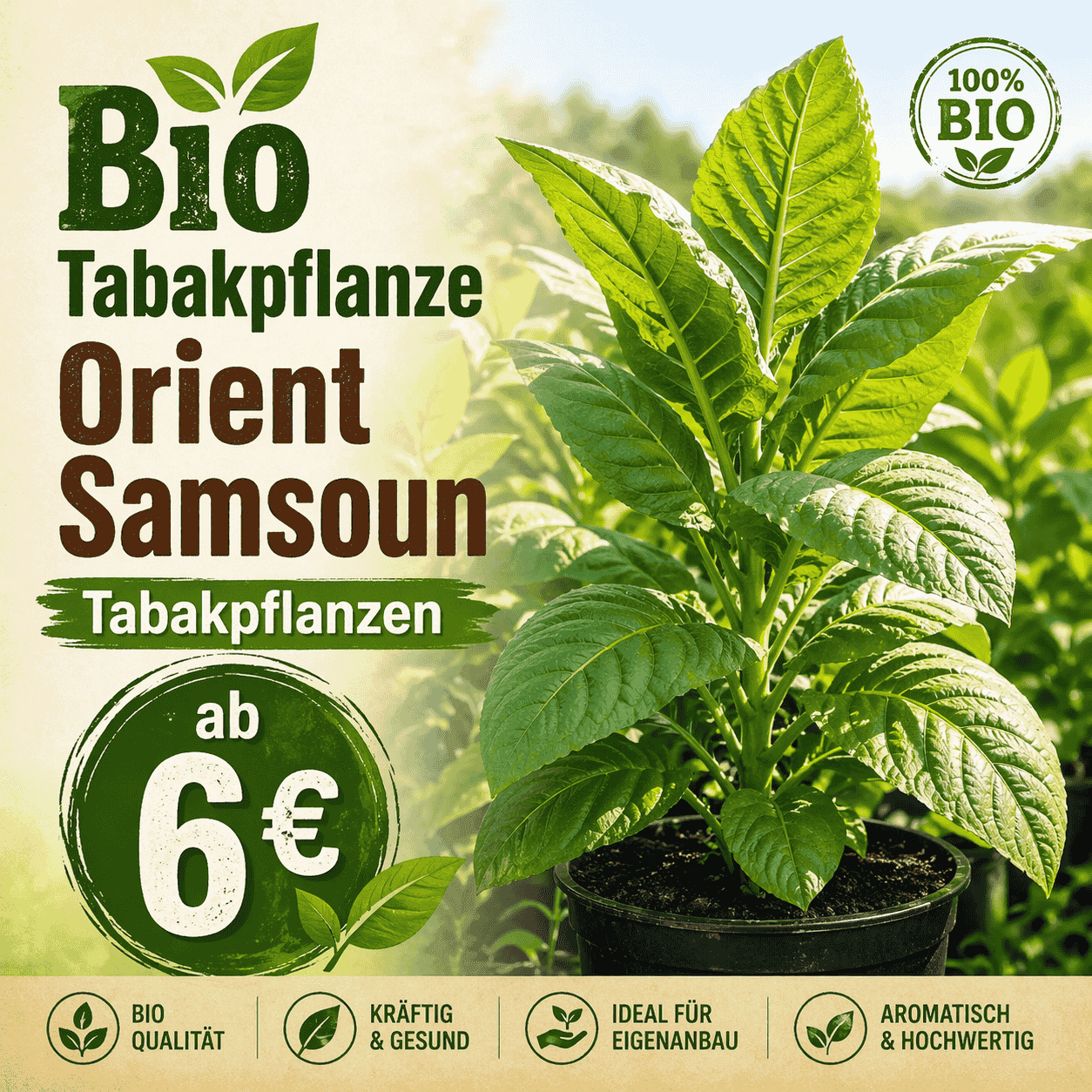 Grüne Orient-Samsun-Tabakpflanzen mit großen, ovalen Blättern wachsen dicht in einem Feld; die Pflanzen stehen in Reihen und zeigen typische, leicht behaarte Tabakblätter.