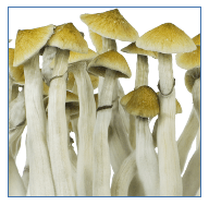 Growkit Easy Cubensis B+