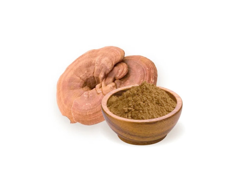 Frischer Reishi Pilz (Glänzender Lackporling, Ling Zhi) – Ganoderma lucidum mit Holzschale