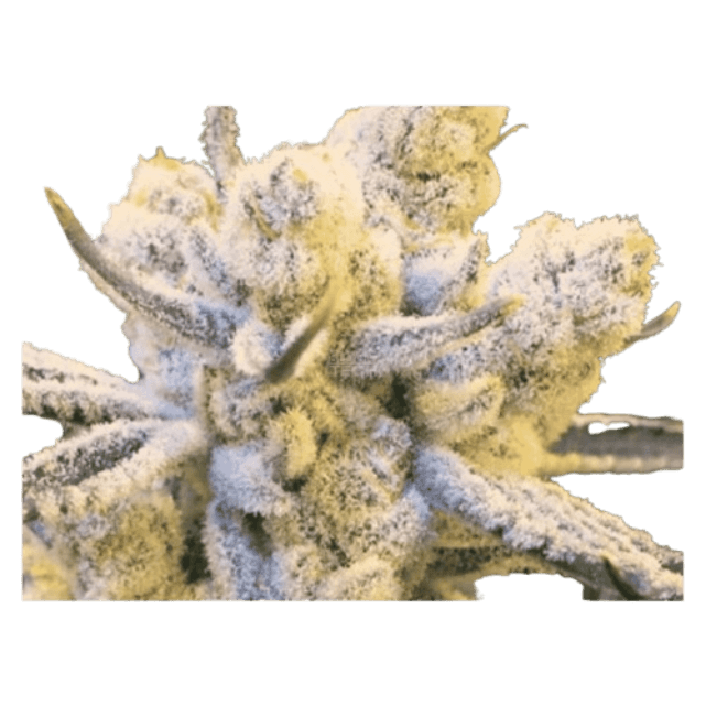 Sugar Cane Cannabis-Sorte mit dichten, harzigen Blüten, süß-zuckerigem Aroma und fruchtig-würzigen Noten auf kompakten Buds.