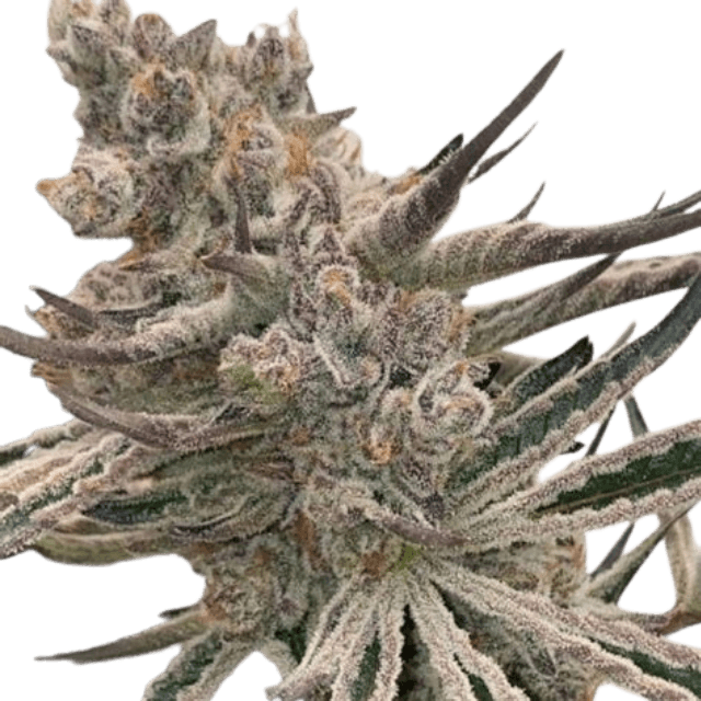 Sugar Cane Cannabis-Sorte mit dichten, harzigen Blüten, süß-zuckerigem Aroma und fruchtig-würzigen Noten auf kompakten Buds.