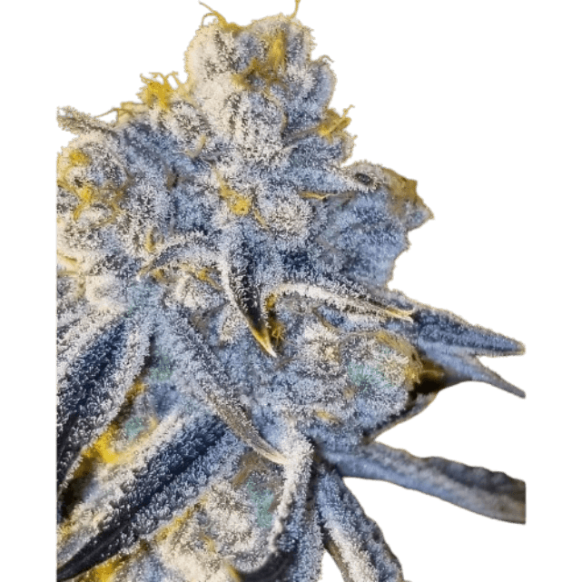 Sugar Cane Cannabis-Sorte mit dichten, harzigen Blüten, süß-zuckerigem Aroma und fruchtig-würzigen Noten auf kompakten Buds.