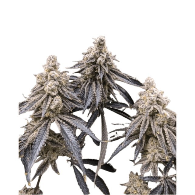 Sugar Cane Cannabis-Sorte mit dichten, harzigen Blüten, süß-zuckerigem Aroma und fruchtig-würzigen Noten auf kompakten Buds.