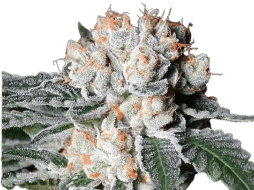 Nahaufnahme einer White Russian Cannabis-Blüte mit dichten, harzreichen Buds, hellgrünen Tönen und orangefarbenen Härchen in reifer Blütephase.