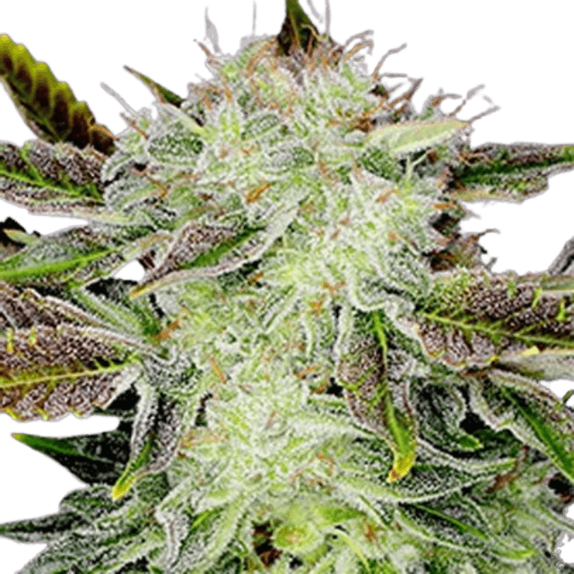 Detailaufnahme einer White-Widow-Fast-Version-Cannabisblüte mit hellgrünen Buds, dichter weißer Harzschicht und kurzen orangefarbenen Härchen.