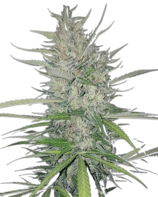 White Widow Fast Version Cannabis-Pflanze mit kompakten, harzreichen Blüten und schneller Blütezeit in fortgeschrittener Wachstumsphase.