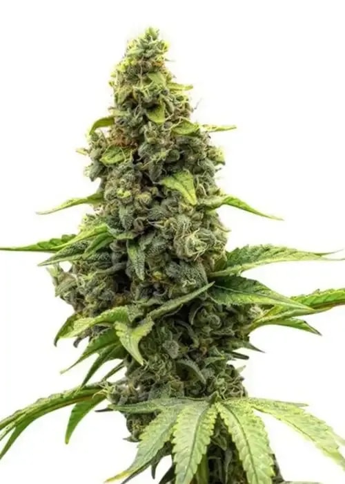 Auto Amnesia Haze Autoflower Cannabis Blüten mit Trichomen