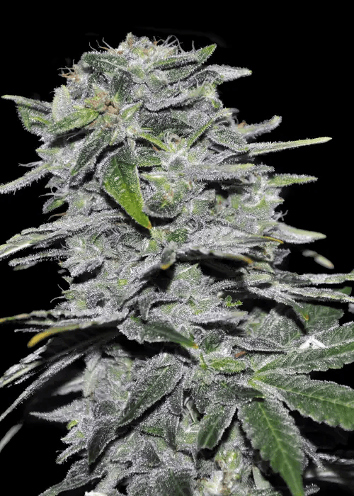 amnesia haze blüten mit intensivem aroma