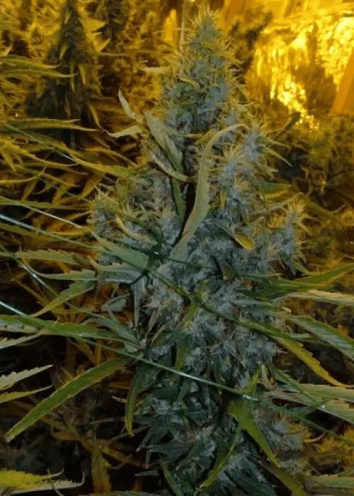 amnesia pflanze im indoor grow