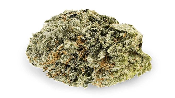 amnesia cannabis blüte nahaufnahme