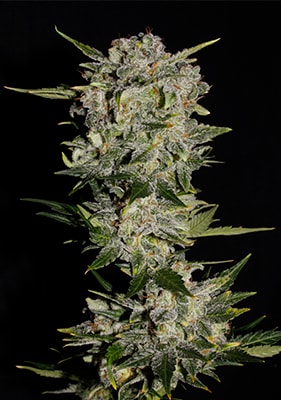 Autoflower Blueberry