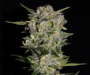 Autoflower Blueberry Blüte – reife, harzige Cannabisblüten mit violetten Tönen im Indoor-Grow unter LED-Licht