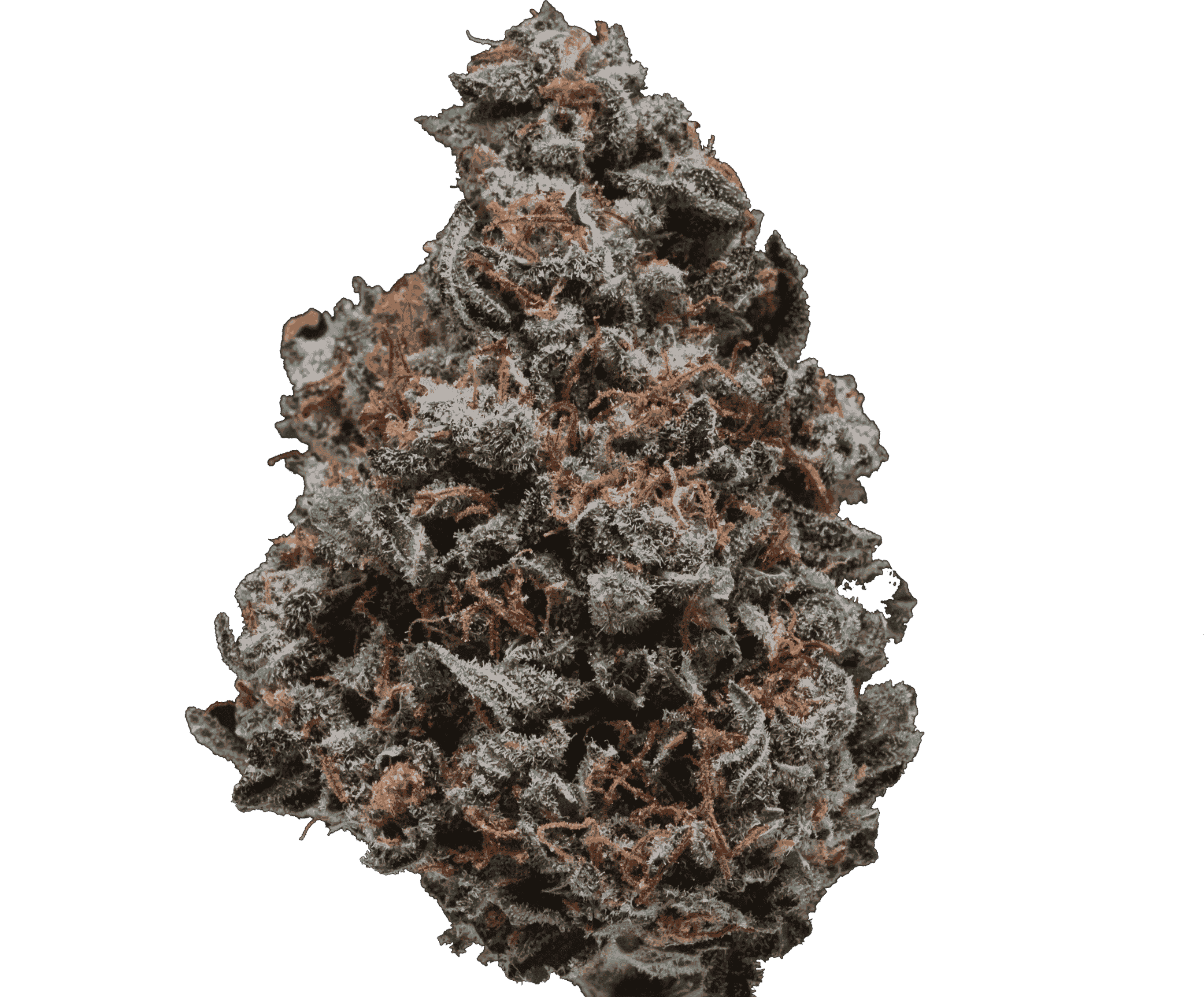 Nahaufnahme von Do Si Dos Blüten mit dichter Struktur, starkem Harzbesatz und orangefarbenen Blütenstempeln