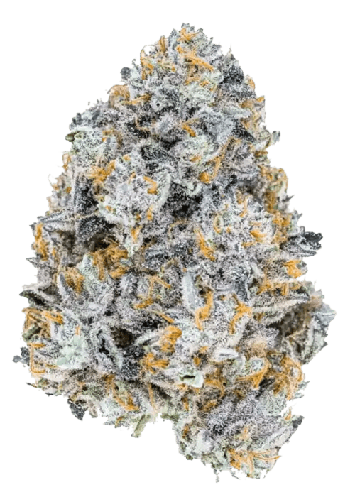 Permanent Marker Cannabis-Sorte mit dichten, stark harzigen Blüten, intensivem Gas- und Süßaroma sowie auffälliger Trichombedeckung.