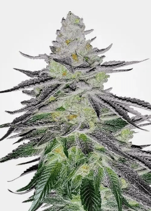 Permanent Marker Cannabis-Sorte mit dichten, stark harzigen Blüten, intensivem Gas- und Süßaroma sowie auffälliger Trichombedeckung.