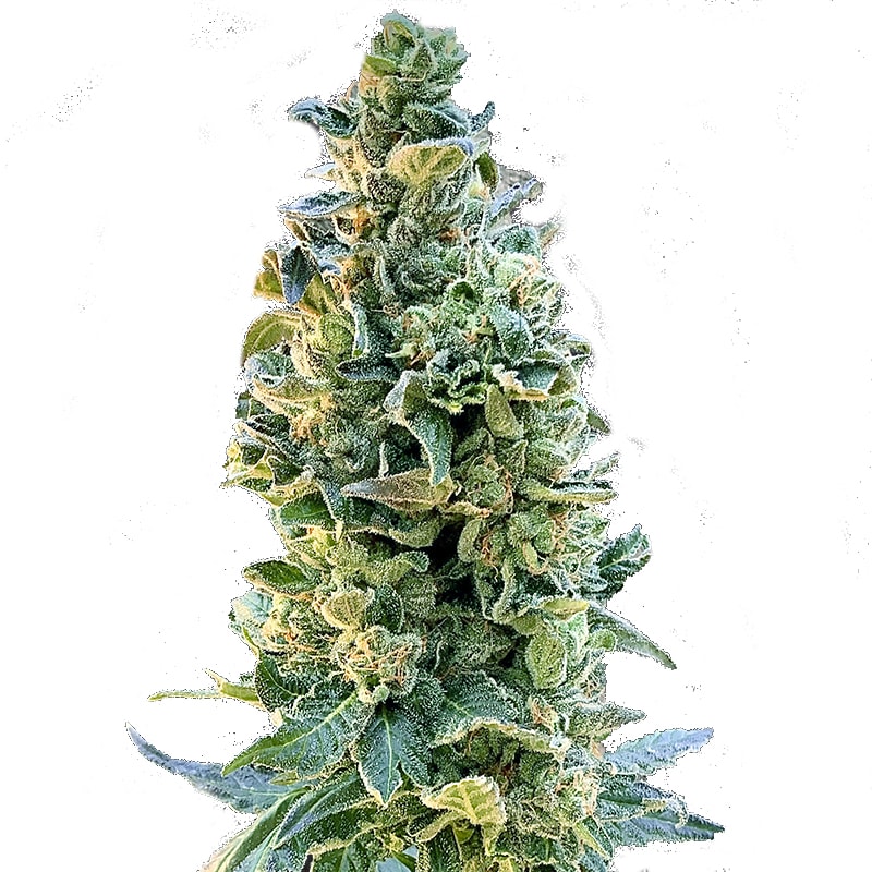 OG Kush Autoflower in Blütephase mit dichten, harzigen Blüten und leuchtend grünen Blättern